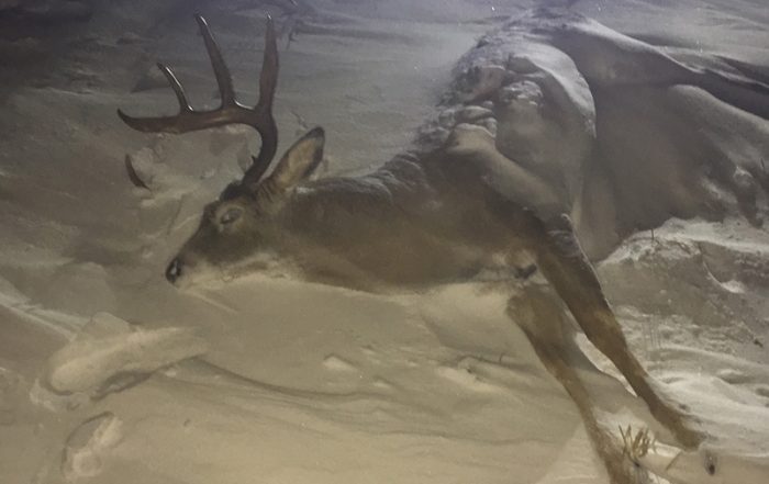 White-Tailed Deer Buck Shot Out of Season and Left to Waste Near Tisdale