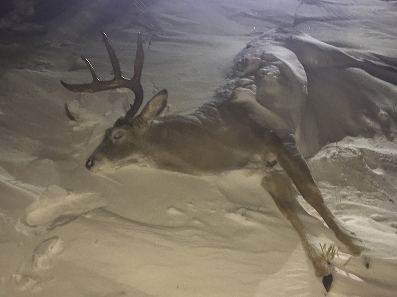 White-Tailed Deer Buck Shot Out of Season and Left to Waste Near Tisdale