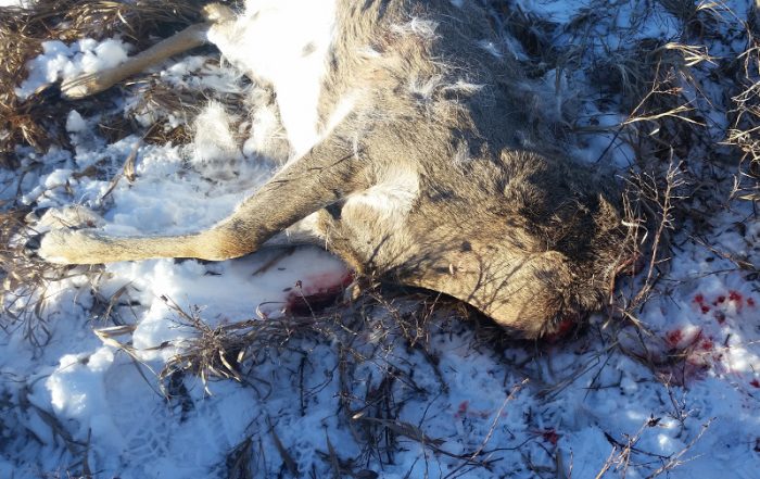 Mule Deer Buck Shot and Only the Head Taken Near Coronach