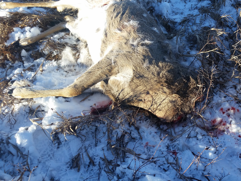 Mule Deer Buck Shot and Only the Head Taken Near Coronach