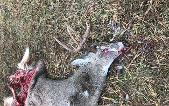 White-Tailed Buck Shot and Left Near Dorintosh