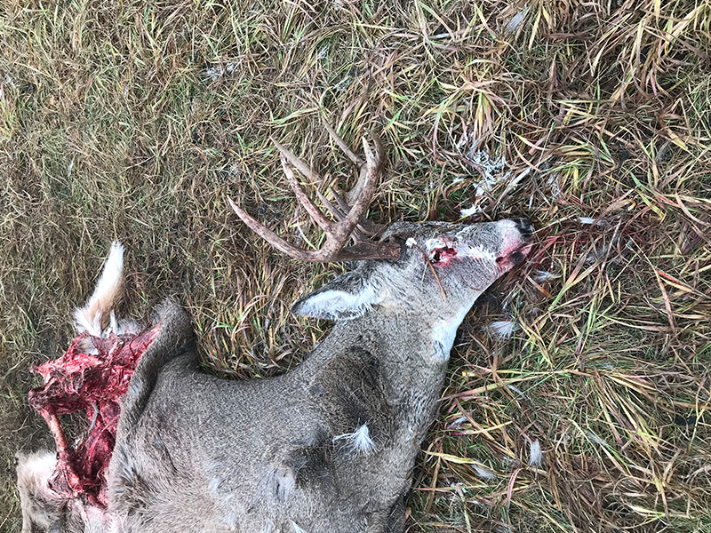 White-Tailed Buck Shot and Left Near Dorintosh