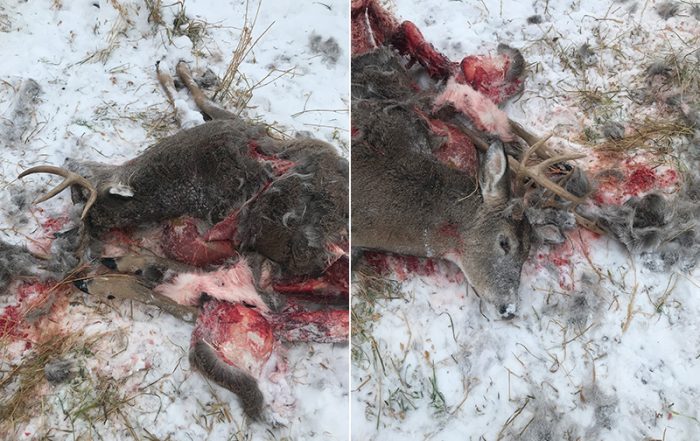 White-Tailed Buck Shot and Left Near Hinterland Road
