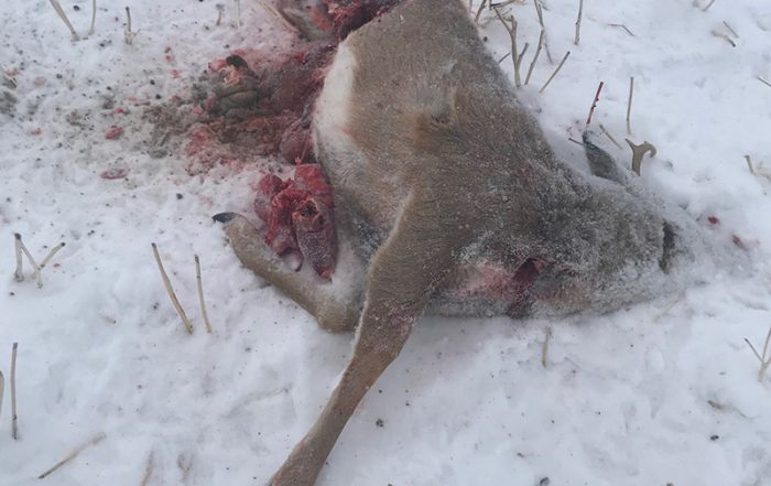 White-tailed Deer Shot and Left Near Cudworth