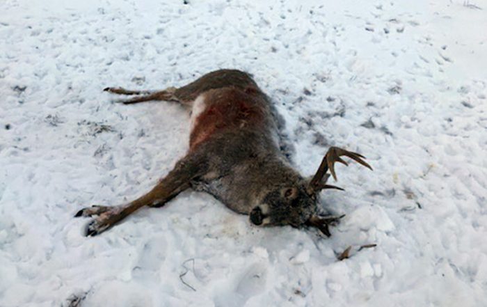 White-tailed Buck Shot and Left to Waste Near Loon Lake