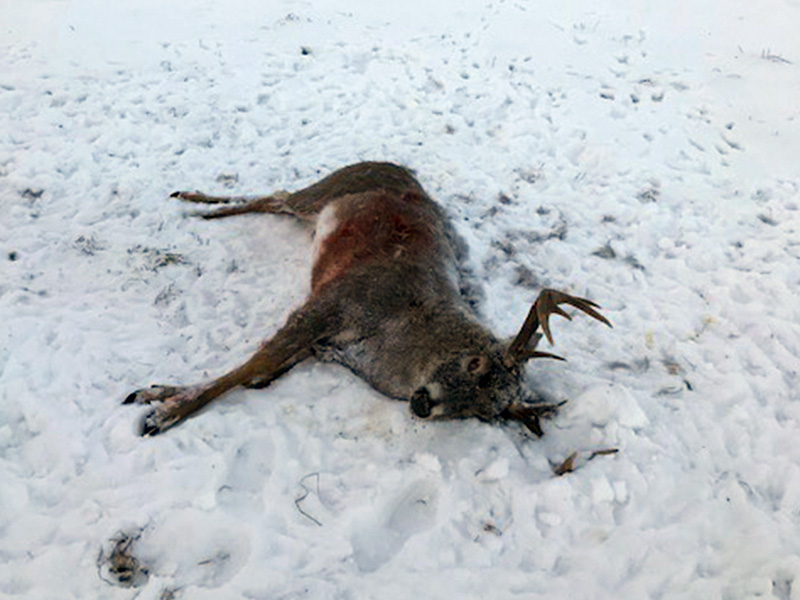 White-tailed Buck Shot and Left to Waste Near Loon Lake