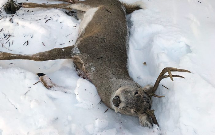 Another White-Tailed Buck Shot and Left to Waste Near Loon Lake