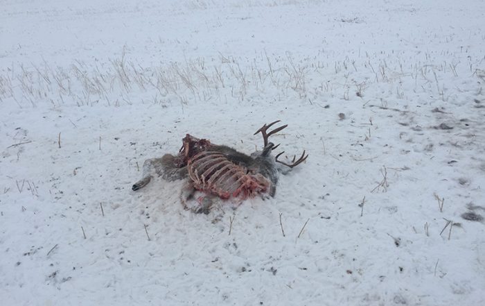 Mule Deer Shot and Left Near Dorintosh