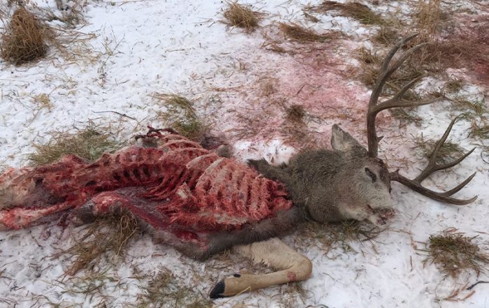 Mule Deer Shot and Left to Waste Near Pierceland