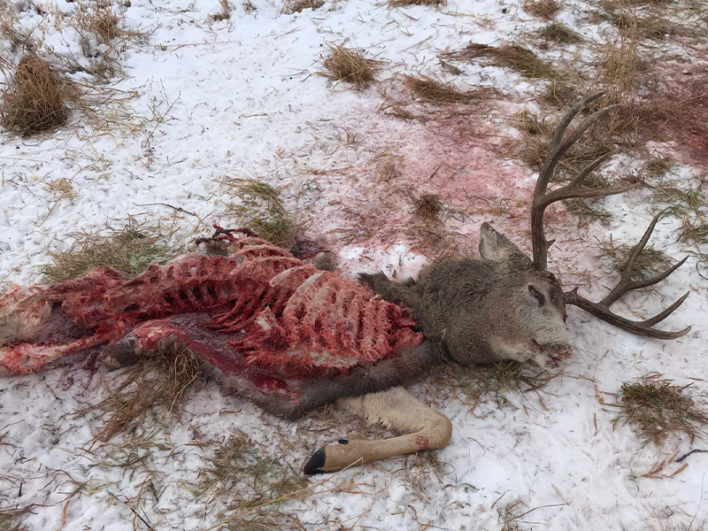 Mule Deer Shot and Left to Waste Near Pierceland