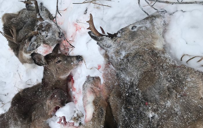 Three White-tailed Deer Left Untagged Near Meeting Lake
