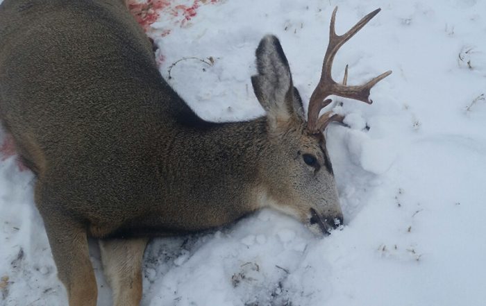 Mule Deer Buck Left to Waste Near Ardill