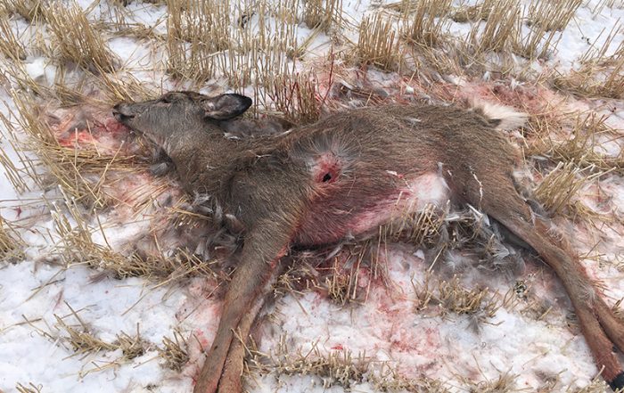 Two Fawns Shot and Left to Waste Near Halbrite