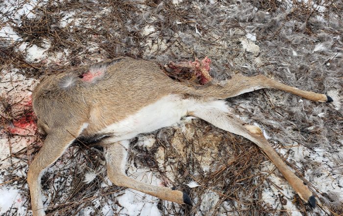 Headless WT Buck Left to Waste Near Moosomin Regional Park