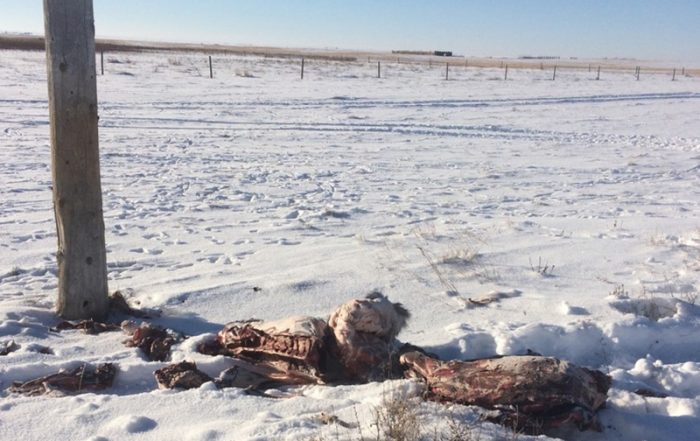 White-Tailed Deer Carcasses Dumped Near Kincaid