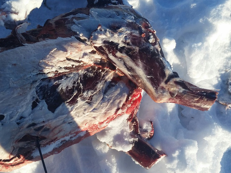 White-Tailed Deer Carcasses Dumped Near Kincaid