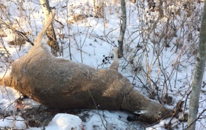 Snared White-Tailed Deer Near Maidstone