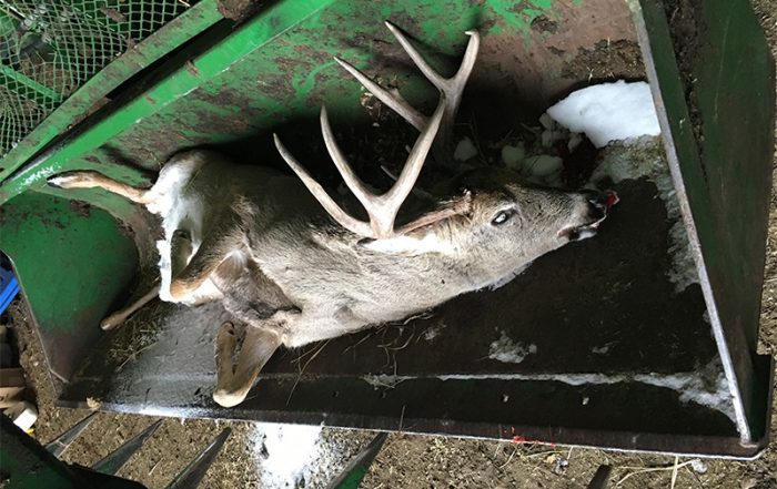 White-Tailed Buck Shot and Left Near Gainsborough