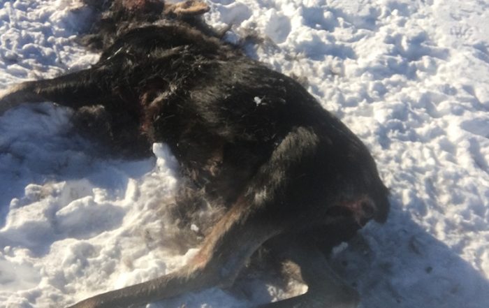 Moose Shot and Left to Waste Near Glaslyn