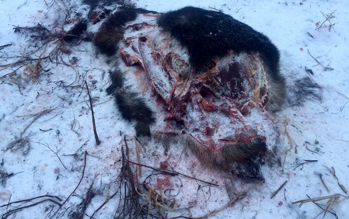 Moose Shot and Left to Waste Near Carmel