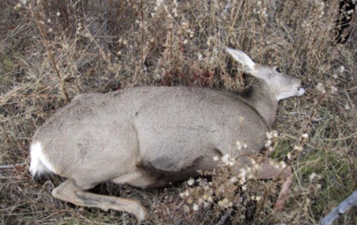 Deer Shot Within the Community of Rockglen