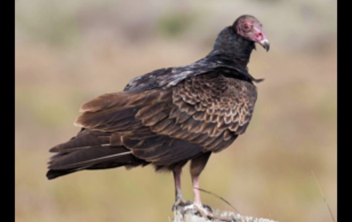 Turkey Vulture Shot and Killed Near Shell Lake