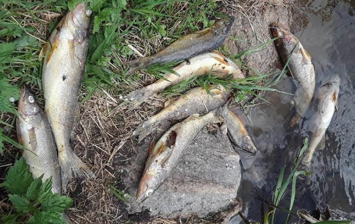 Waste of Fish at Bigstone Lake